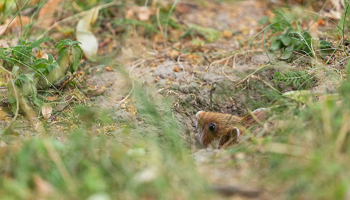 feldhamsterforschung_6_babyhamster_christine-sonvilla