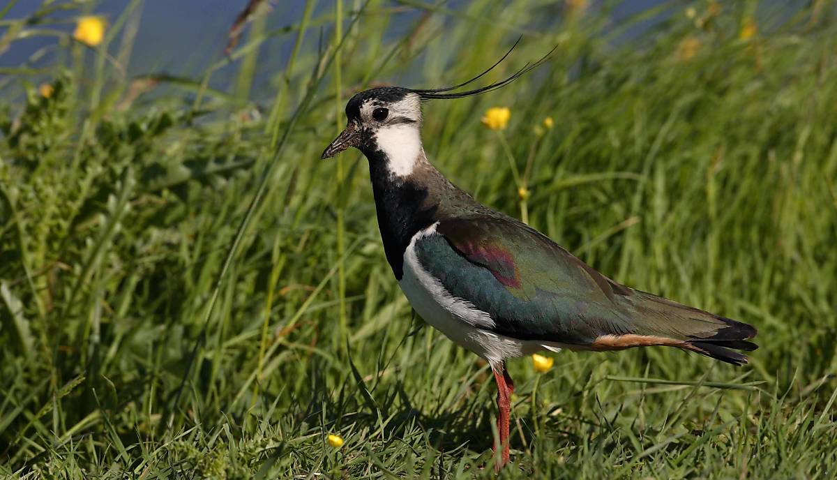 Früher war er in Mooren und auf Feuchtwiesen zu finden, heute brütet der Kiebitz (Vanellus vanellus) auf Äckern und Wiesen. Sein Bestand ist stark gefährdet.