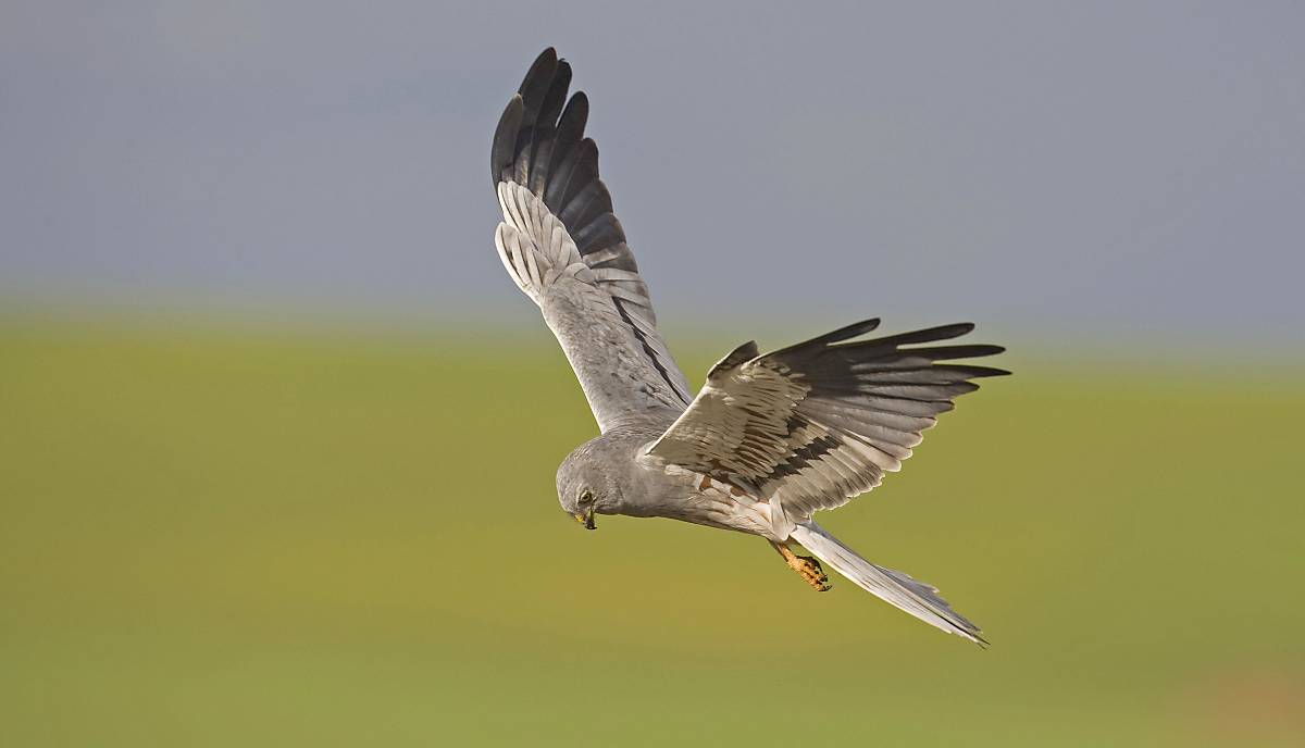 Wiesenweihe (Circus pygargus), ausgewachsenes Männchen im Flug