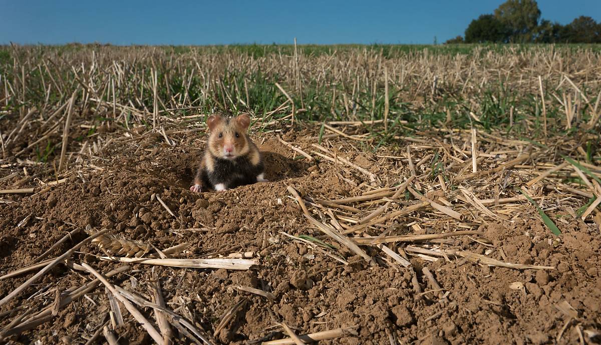 Ein abgeerntetes Feld bedeutet für den Feldhamster keine Nahrung und keine Deckung vor Fressfeinden