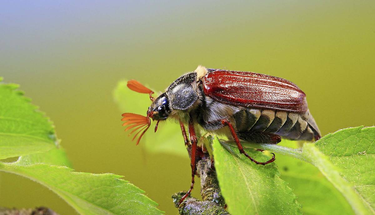 Maikäfer