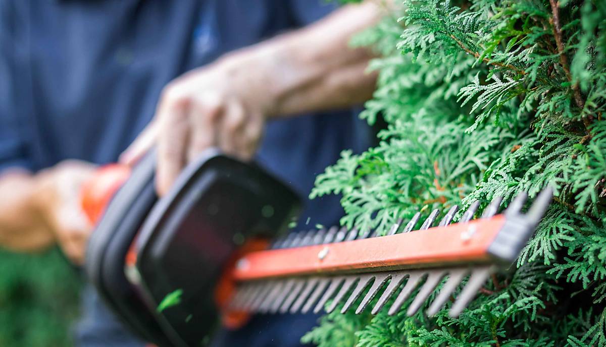 Heckenschere im Einsatz