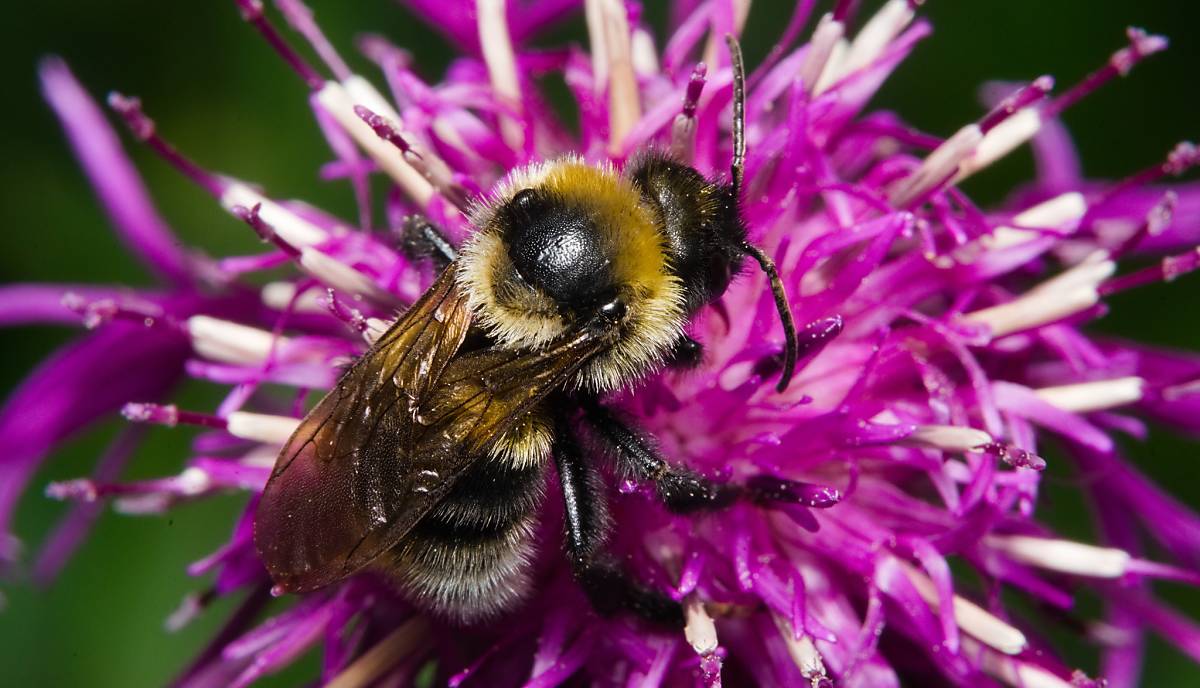 Bärtige Kuckuckshummel (Bombus barbutellus)