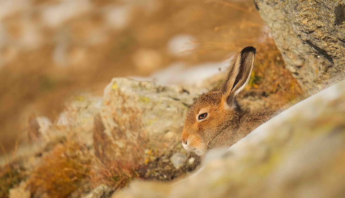 Alpenschneehase im Sommerfell