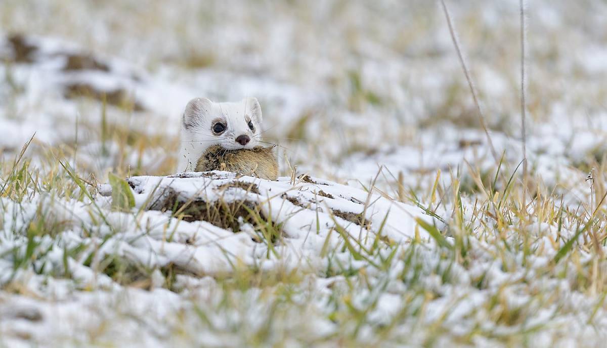Hermeline sind geschickte Jäger
