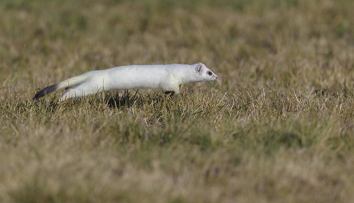 Hermeline sind flinke Einzelgänger