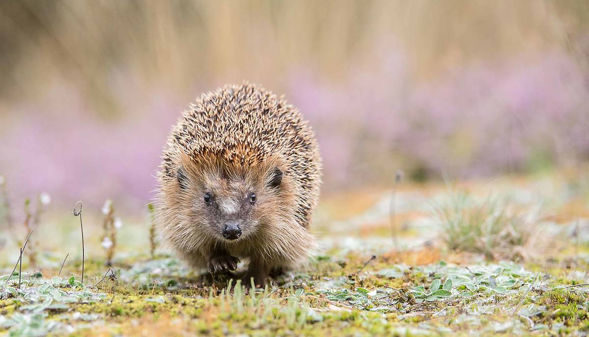 igel-gesund-und-munter_wolfgang-hock