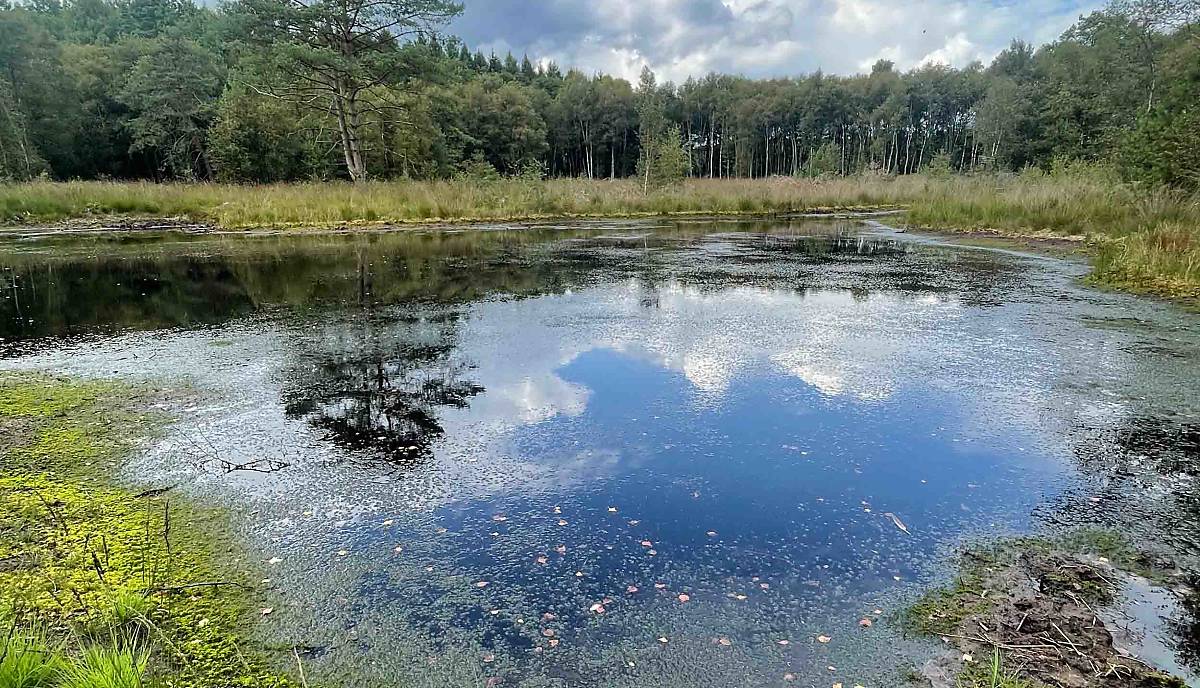 Das Feuchtgebiet in Fintel haben wir erst vor Kurzem wiedervernässt.