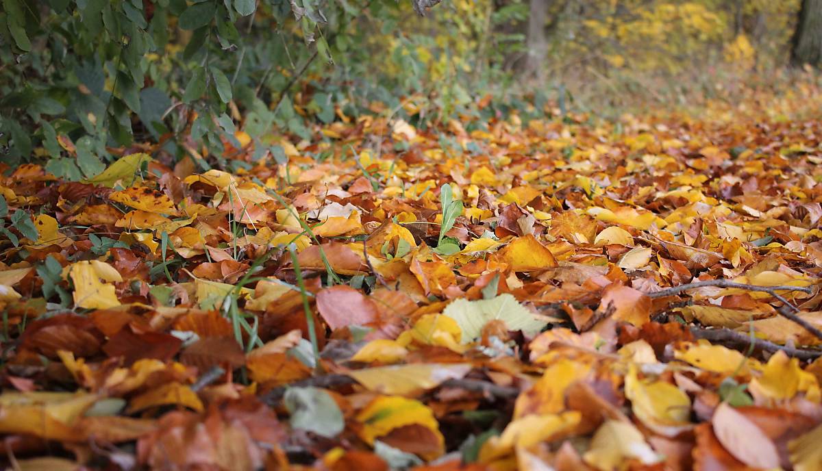 Laub auf dem Waldboden in Klepelshagen
