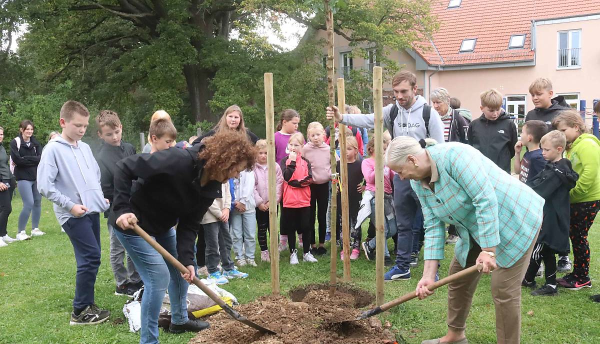 maulbeerbaum-gehren_rethwisch_foto_fred-lucius_nordkurier_pasewalker-zeitung