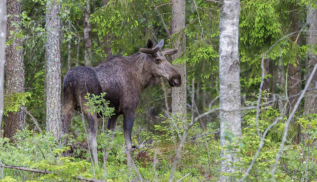 Elch (Alces alces) adult im Wald in Schweden