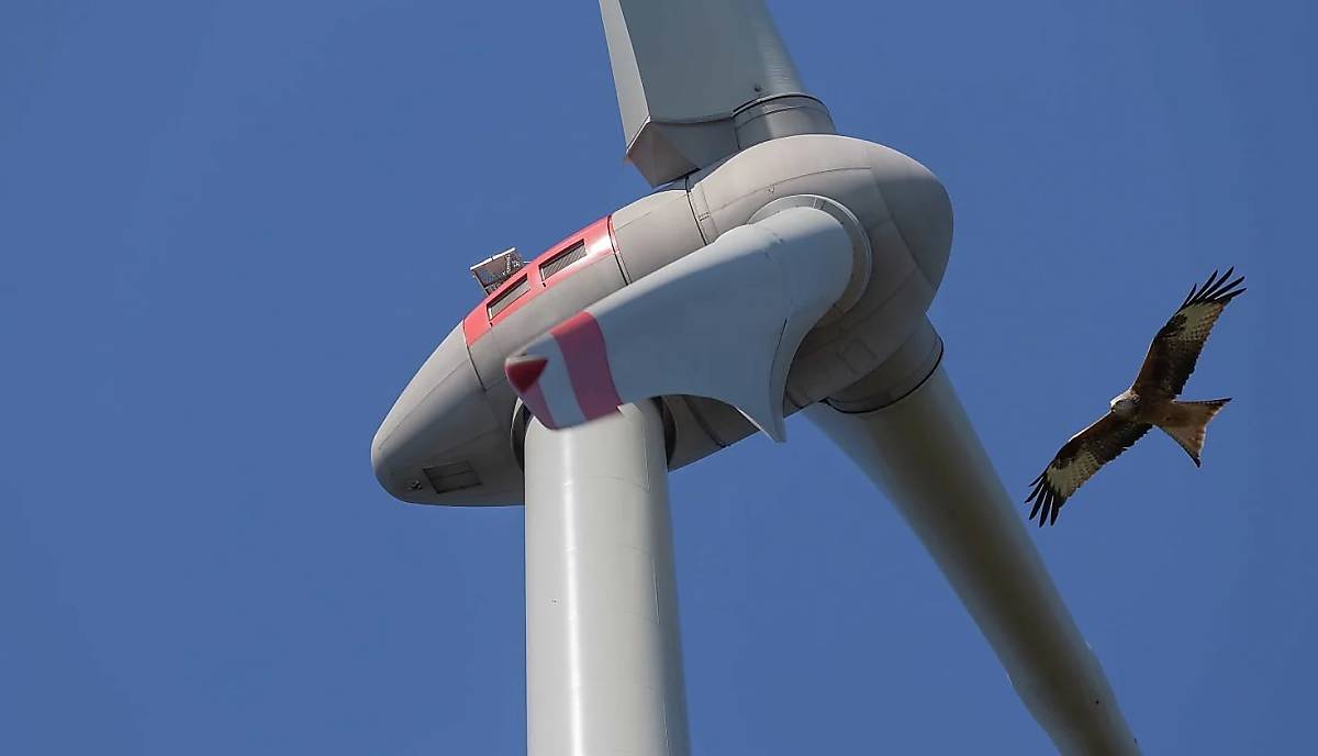 windkraft-und-rotmilan