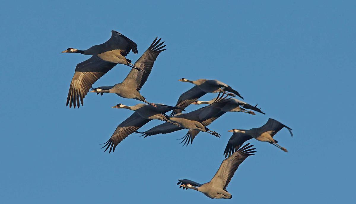 Kranich (Grus grus)