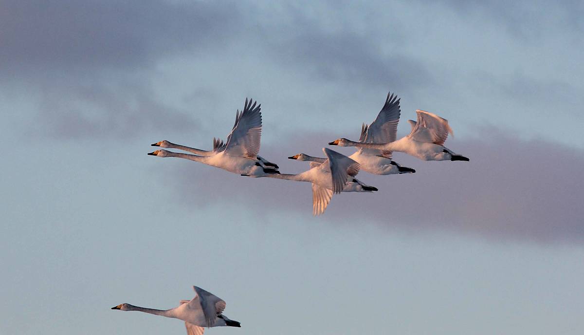 Singschwäne im Flug
