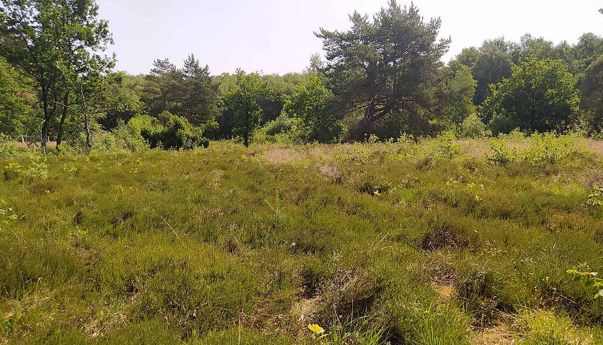 pflanzen-und-tiere-der-wacholderheide_landschaft_wacholderheide_fintel-klein_sophia-lansing