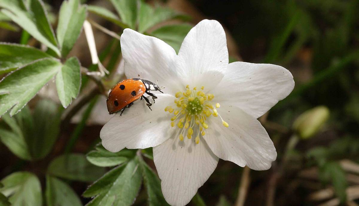 Marienkäfer auf einer Christrose