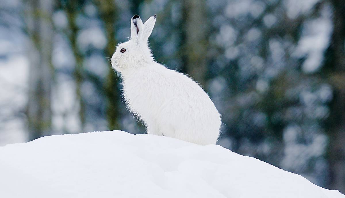 Alpenschneehase