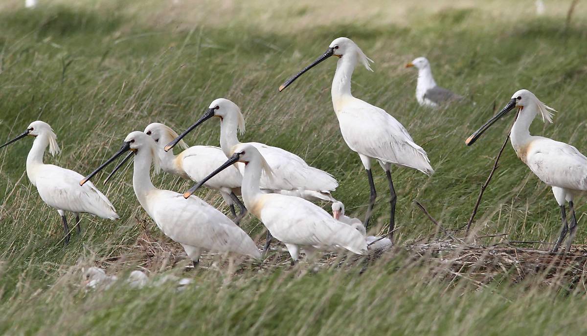Löffler-Kolonie auf Trischen – Insel vor der Meldorfer Bucht