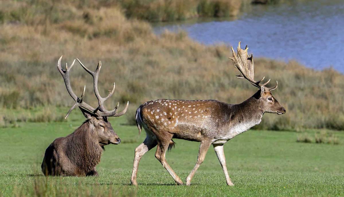 Rotwild (Cervus elaphus) links und Europäischer Damhirsch (Dama dama)