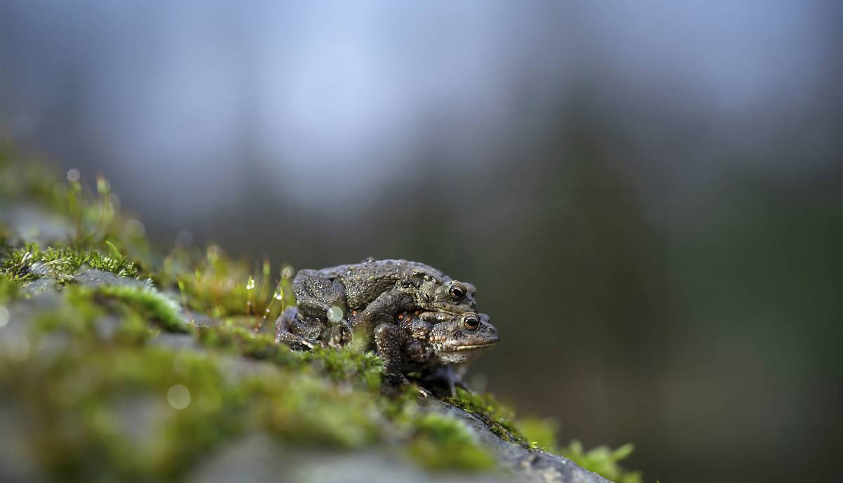 Erdkröten (Bufo bufo)