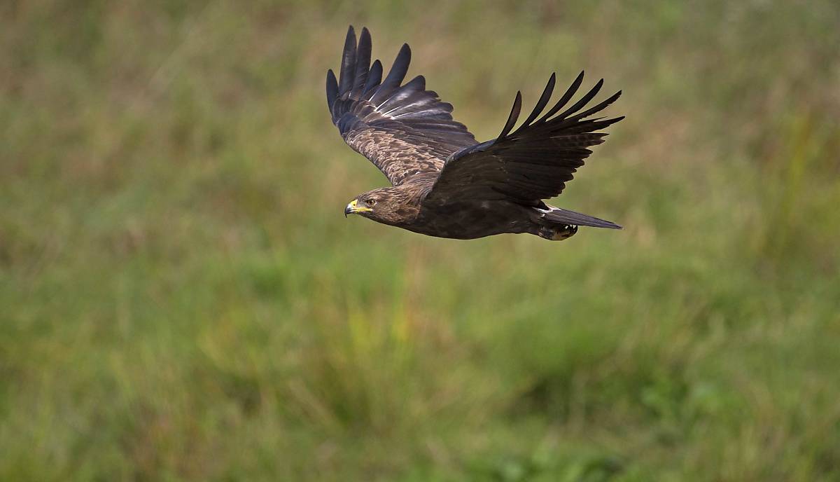 Schreiadler im Flug