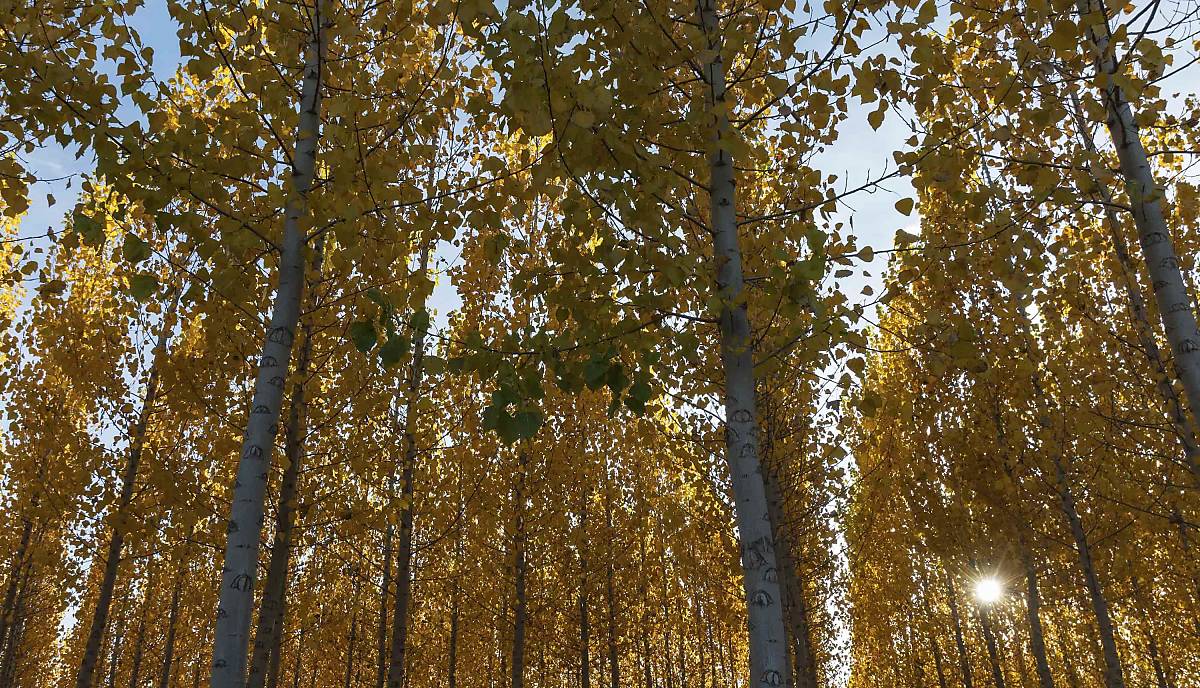 Europäische Espe (Populus tremula) oder Zitterpappel