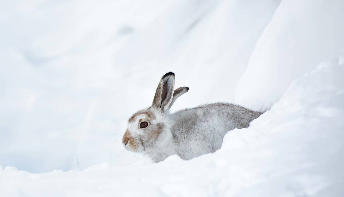 Alpenschneehase