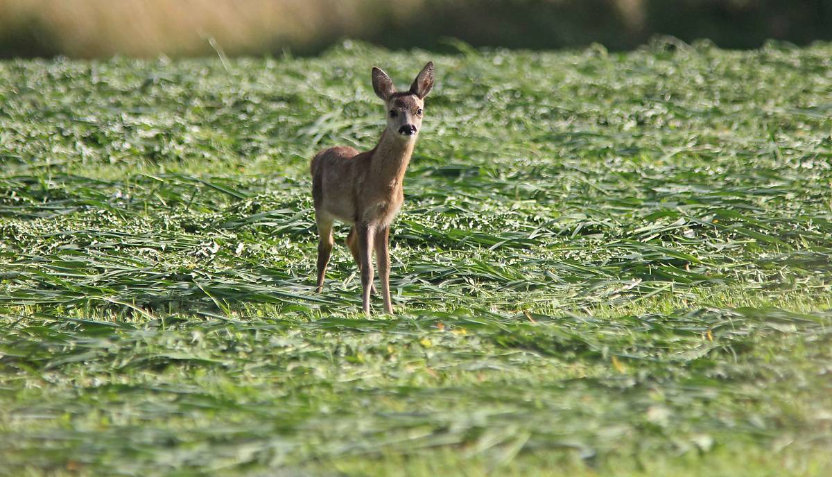betroffene-wildtiere_rehkitz_v-3_michael-tetzlaff