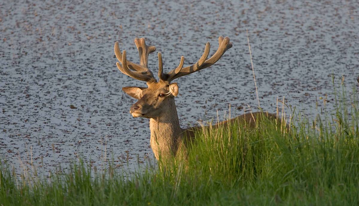 bastgeweih-rothirsch_thomas-martin