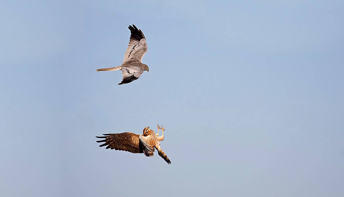 Kleiner als ein Bussard, das Männchen hellgrau (oben) und das Weibchen braun (unten), beide mit schwarzen Flügelspitzen und Eulengesicht – so lässt sich die Wiesenweihe beschreiben.