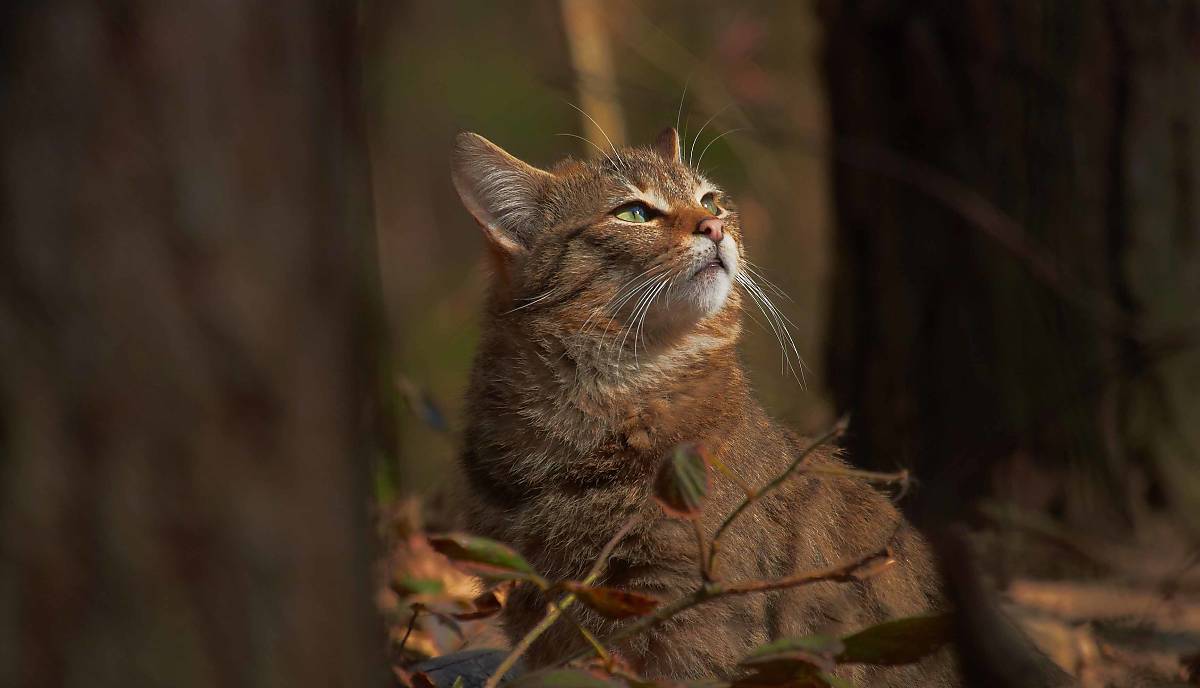 Wildkatze