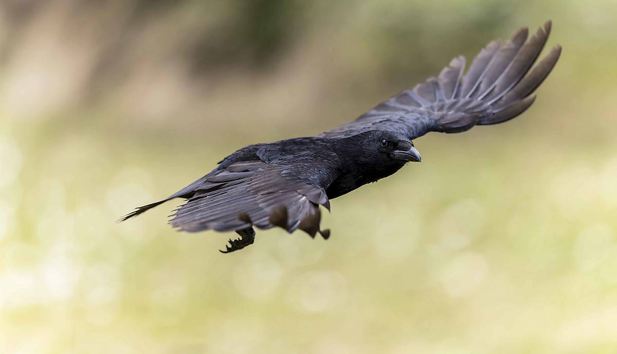 Wird oft verwechselt: Die komplett schwarze Rabenkrähe (Corvus corone) halten viele im ersten Moment für einen Raben. Die Krähe ist aber deutlich kleiner und kommt viel häufiger vor.