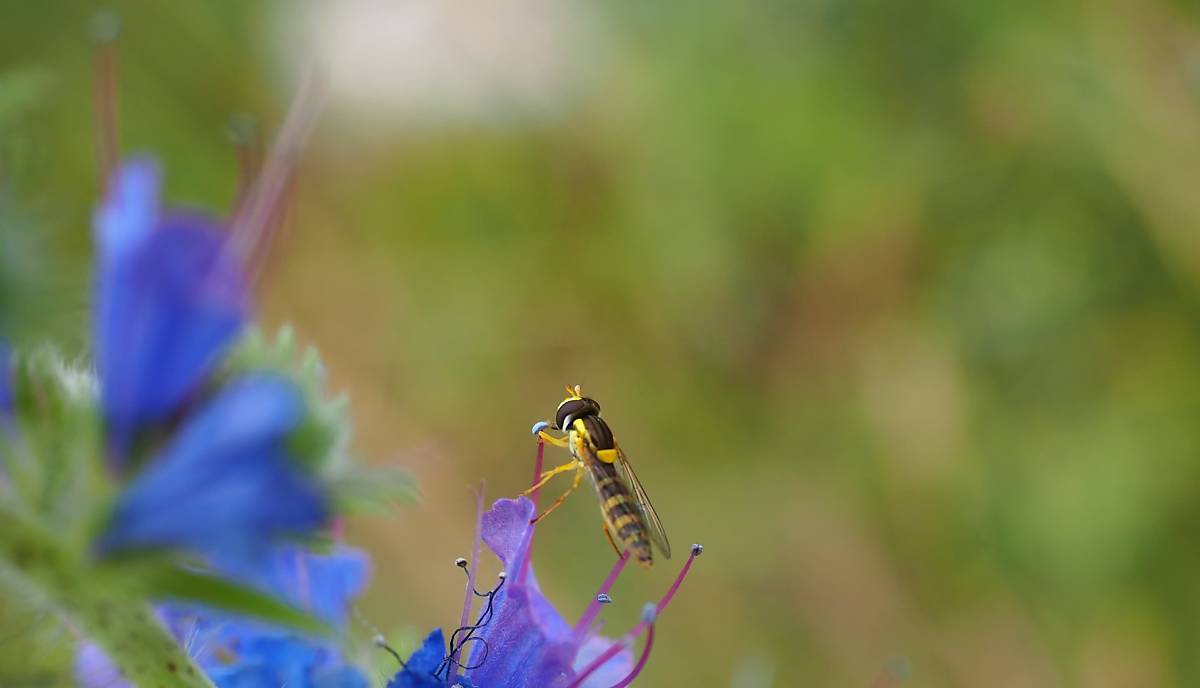 Schwebfliege auf violett-blauer Blüte vor unscharfem Naturhintergrund
