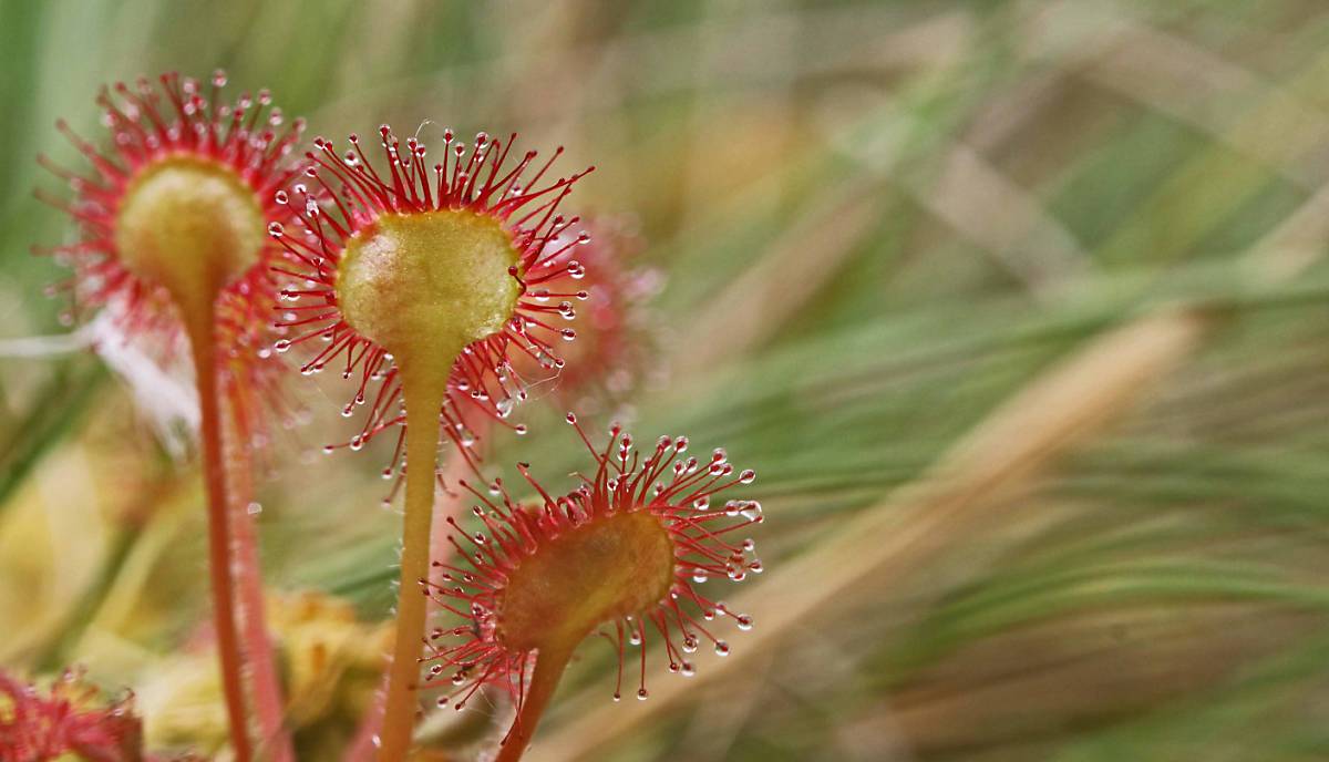 Rundblättrige Sonnentau (Drosera rotundifolia)