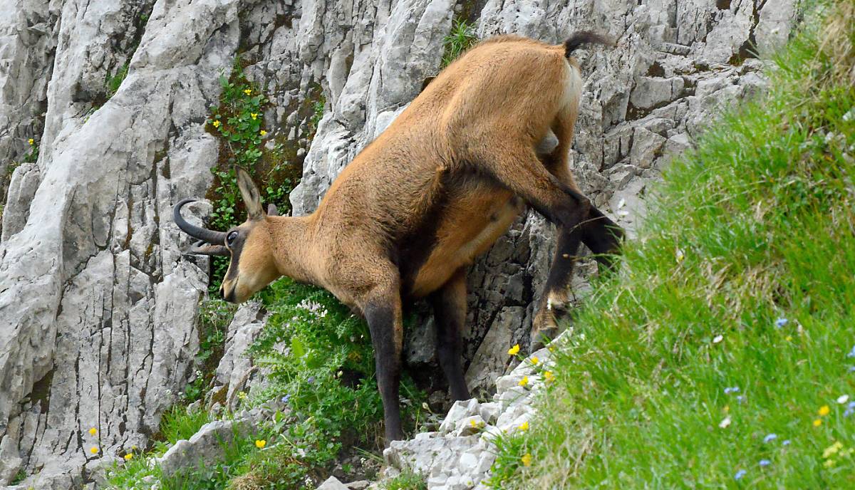 Gams (© piclease/Wolfgang Schruf AT)
