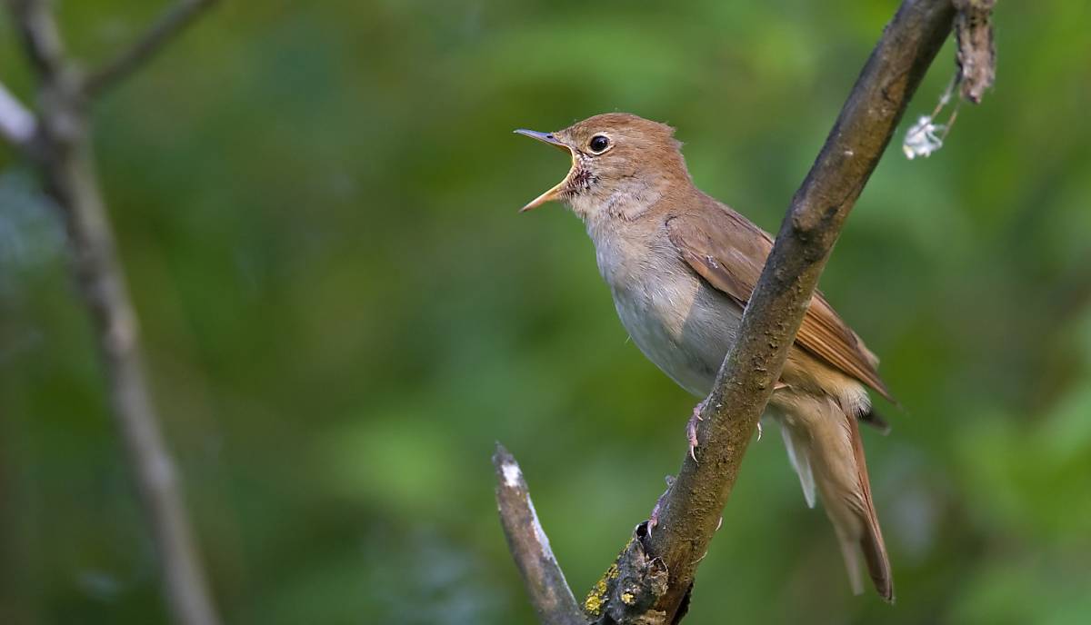 Foto: piclease/Manfred Sattler