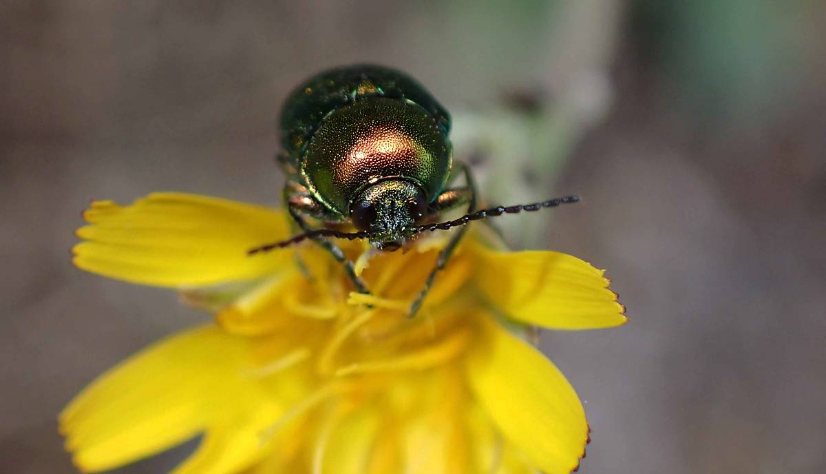 Glänzender Käfer auf gelber Blüte