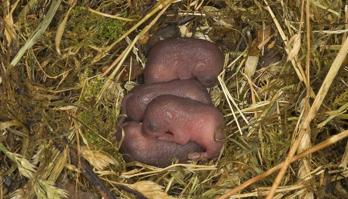 Zwergmäuse (Micromys minutus) Jungtiere im Nest
