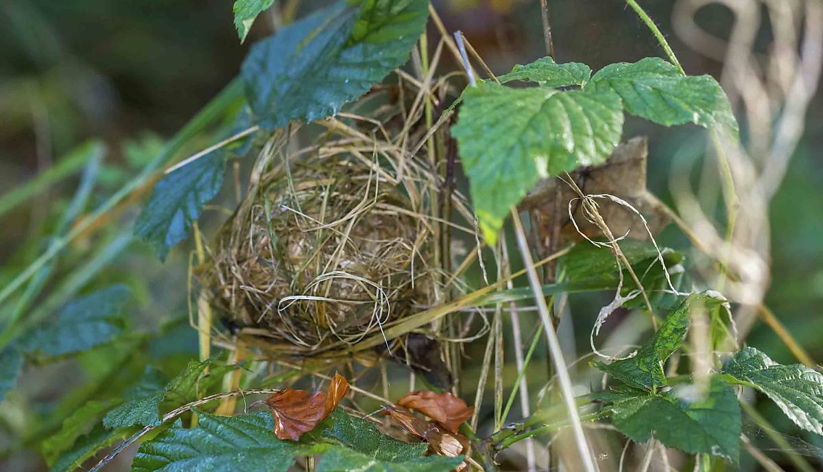 Nest einer Zwergmaus (Micromys minutus)
