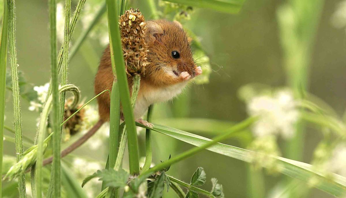 Lebensraum der Zwergmaus (Micromys minutus)