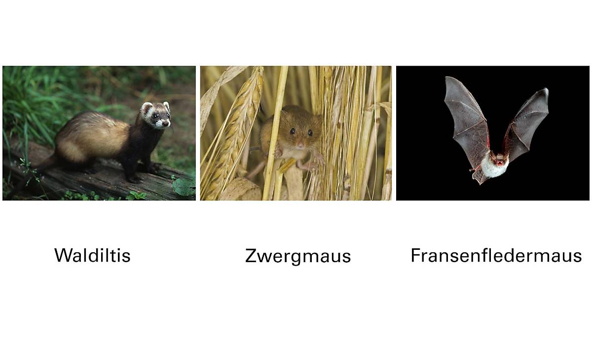 diese-drei-wildtiere-stehen-zur-wahl-2027_final