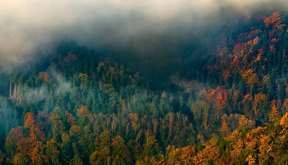 teaserbild_baumarten-mischwald-2026