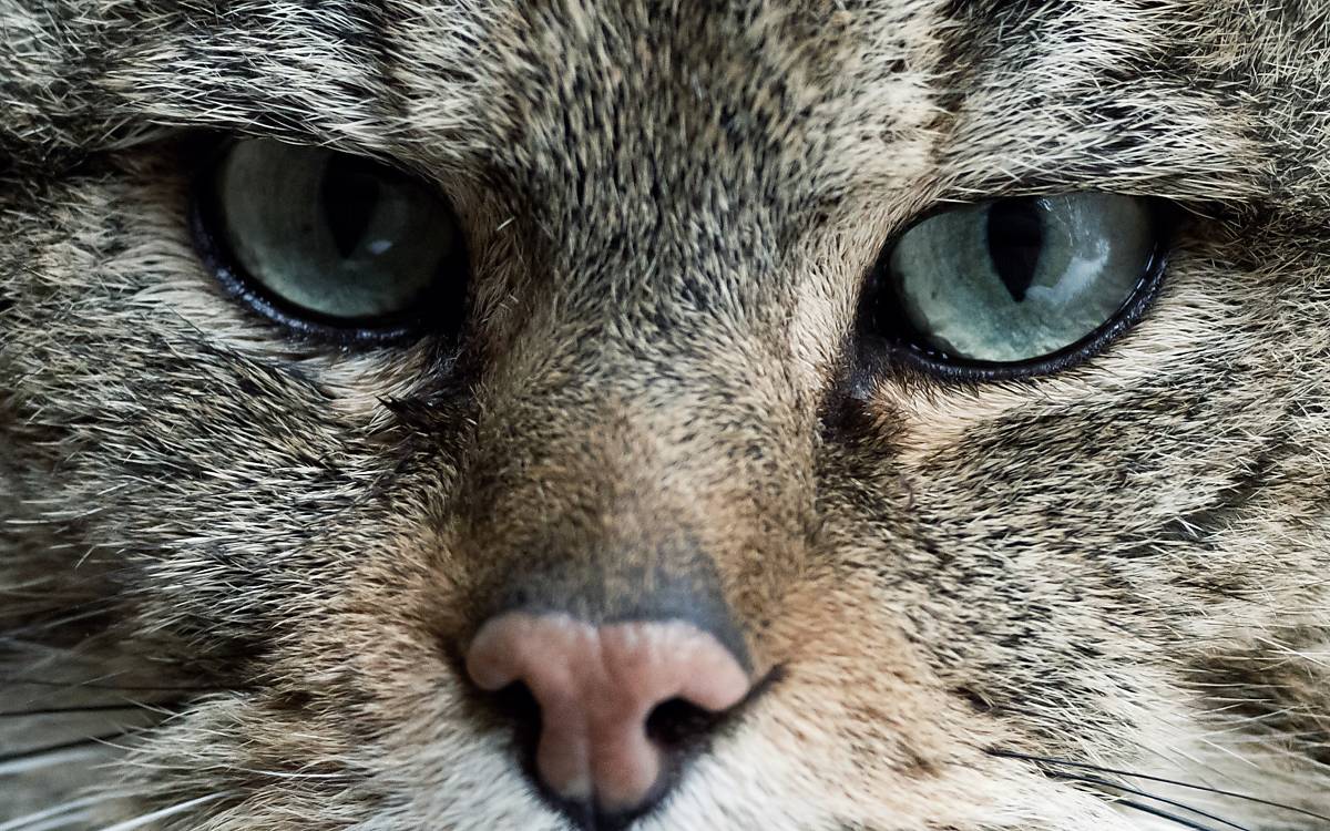 steckbrief_wildkatze_fullscreenheader_2