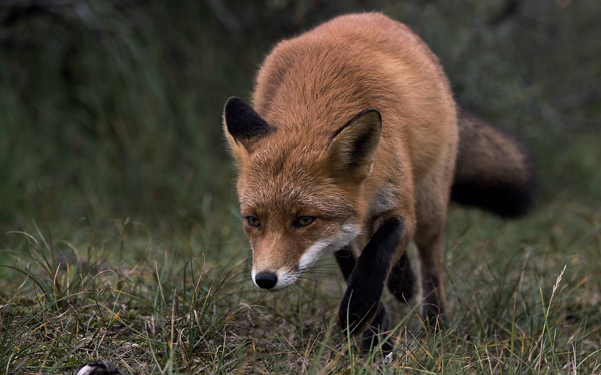 Männlicher fuchs