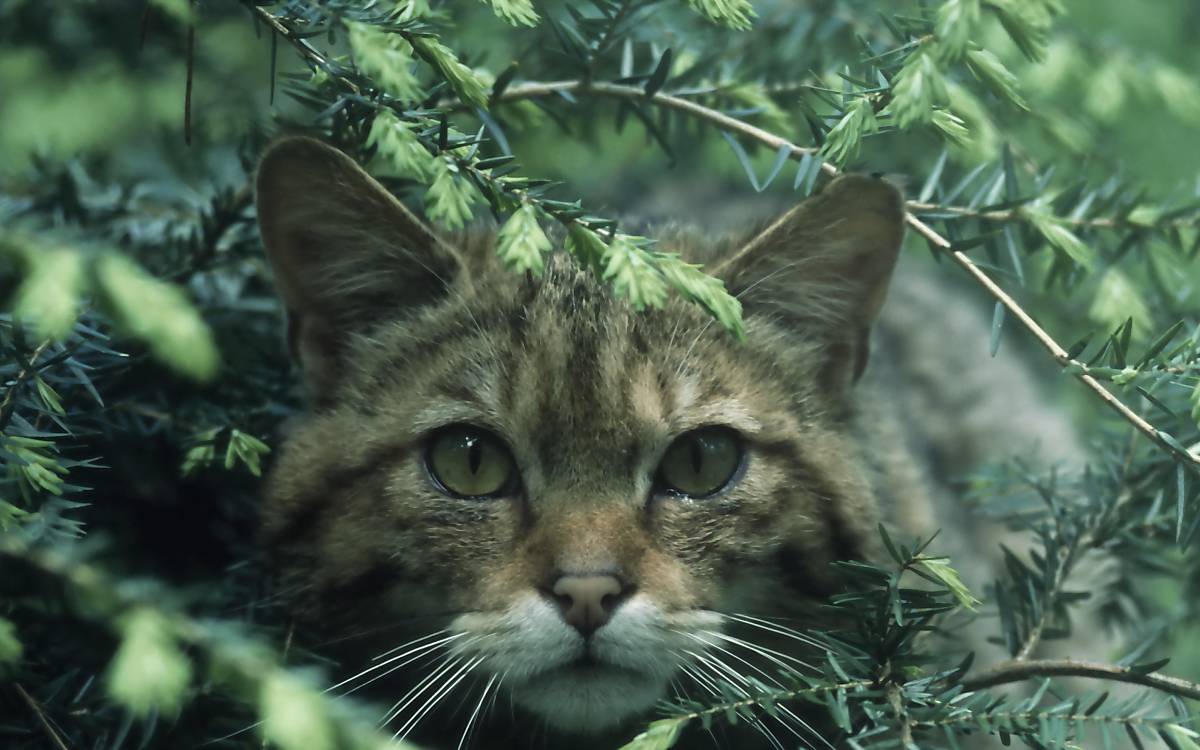 Wildkatze im Unterholz