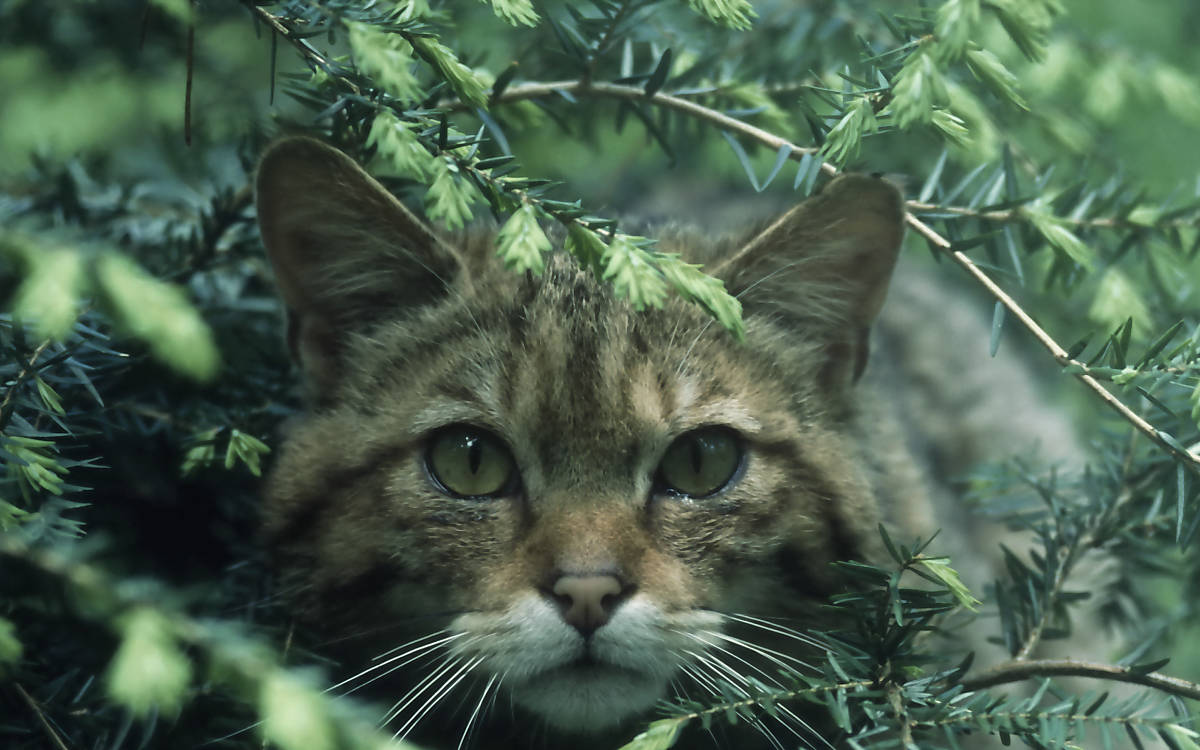 Wildkatze im Unterholz