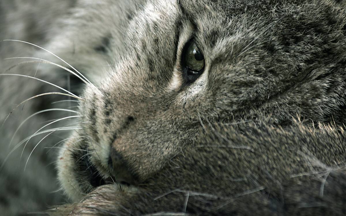 Ein Luchs im Pfälzerwald