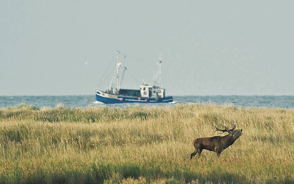 Hirsch vor einem Schiff