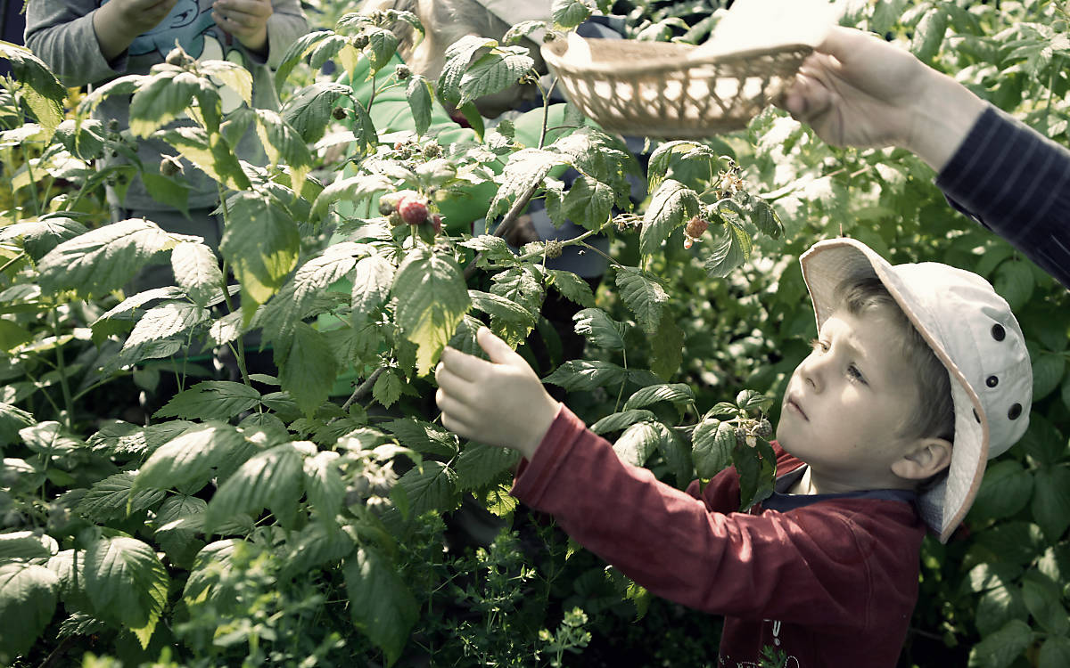 Kind Pflückt Himbeeren