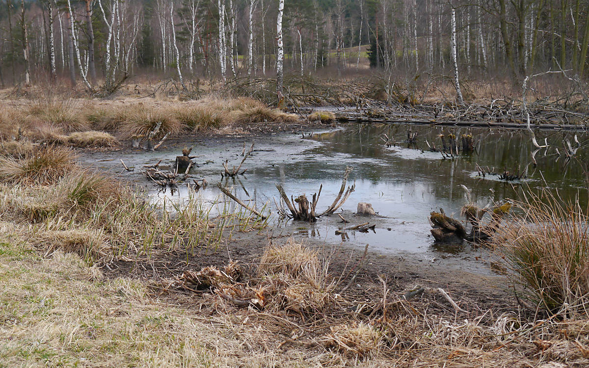 niedriger Wasserstand im Hochmoor
